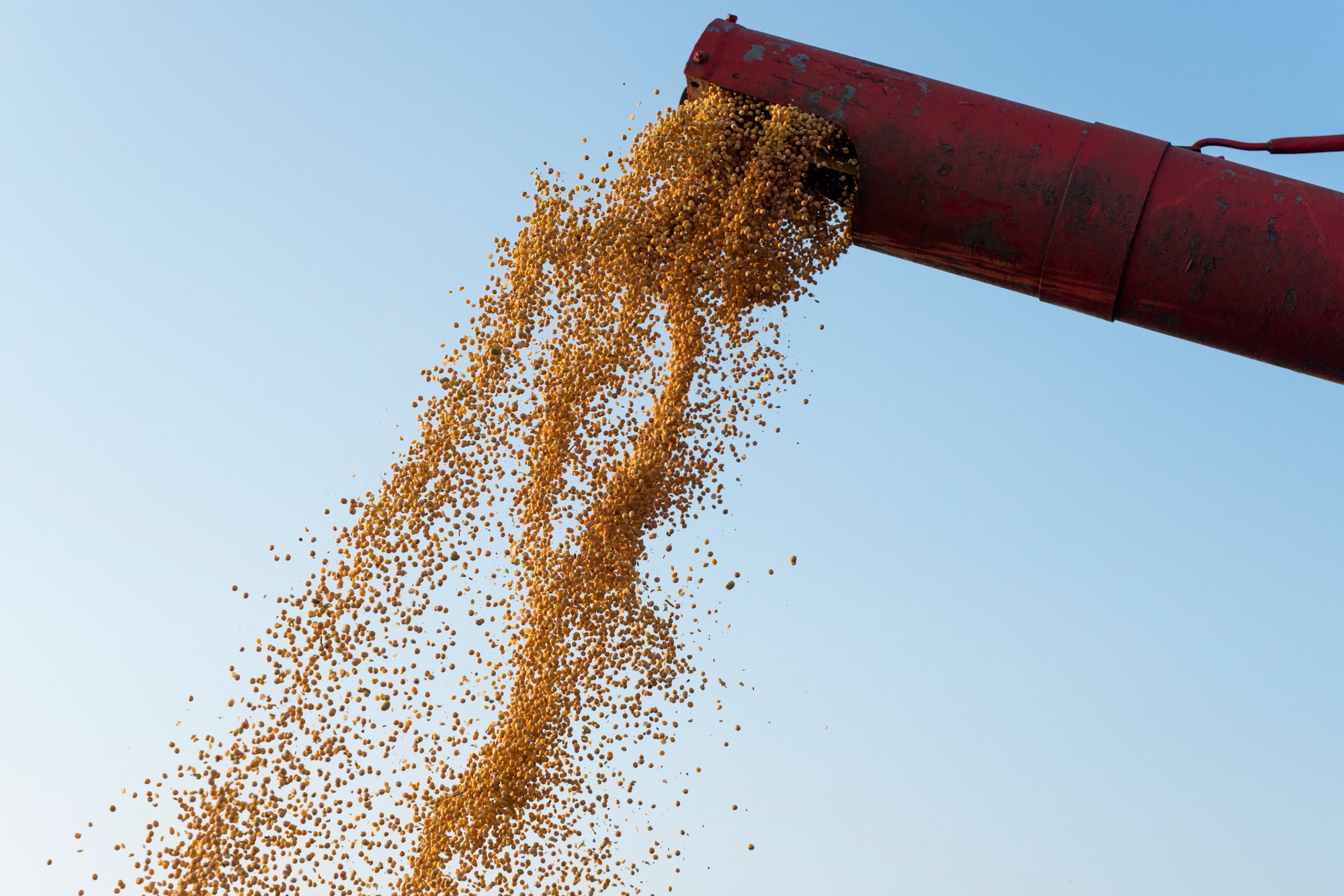 corn-harvest-combine-unloading-corn-seeds-after-harvest