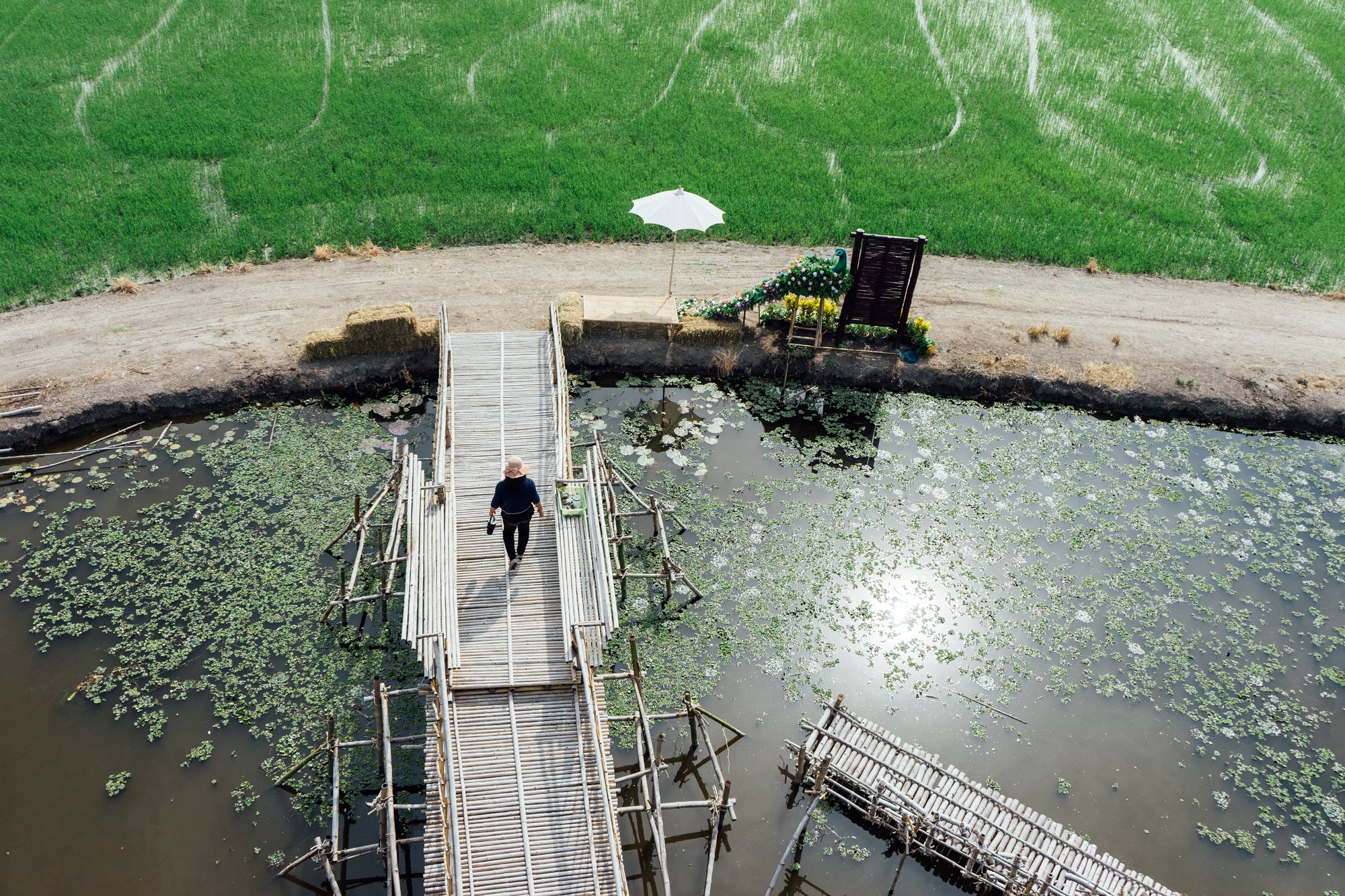 rice-field-people-bridge-walking-thailand