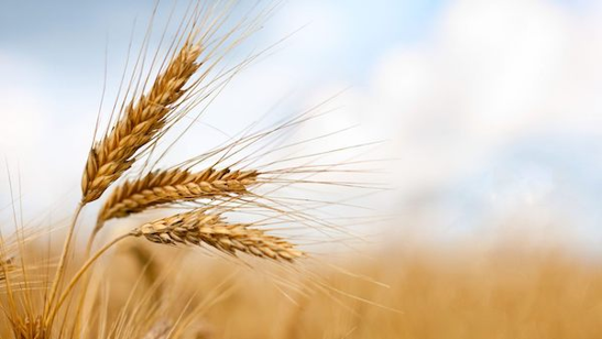 wheat